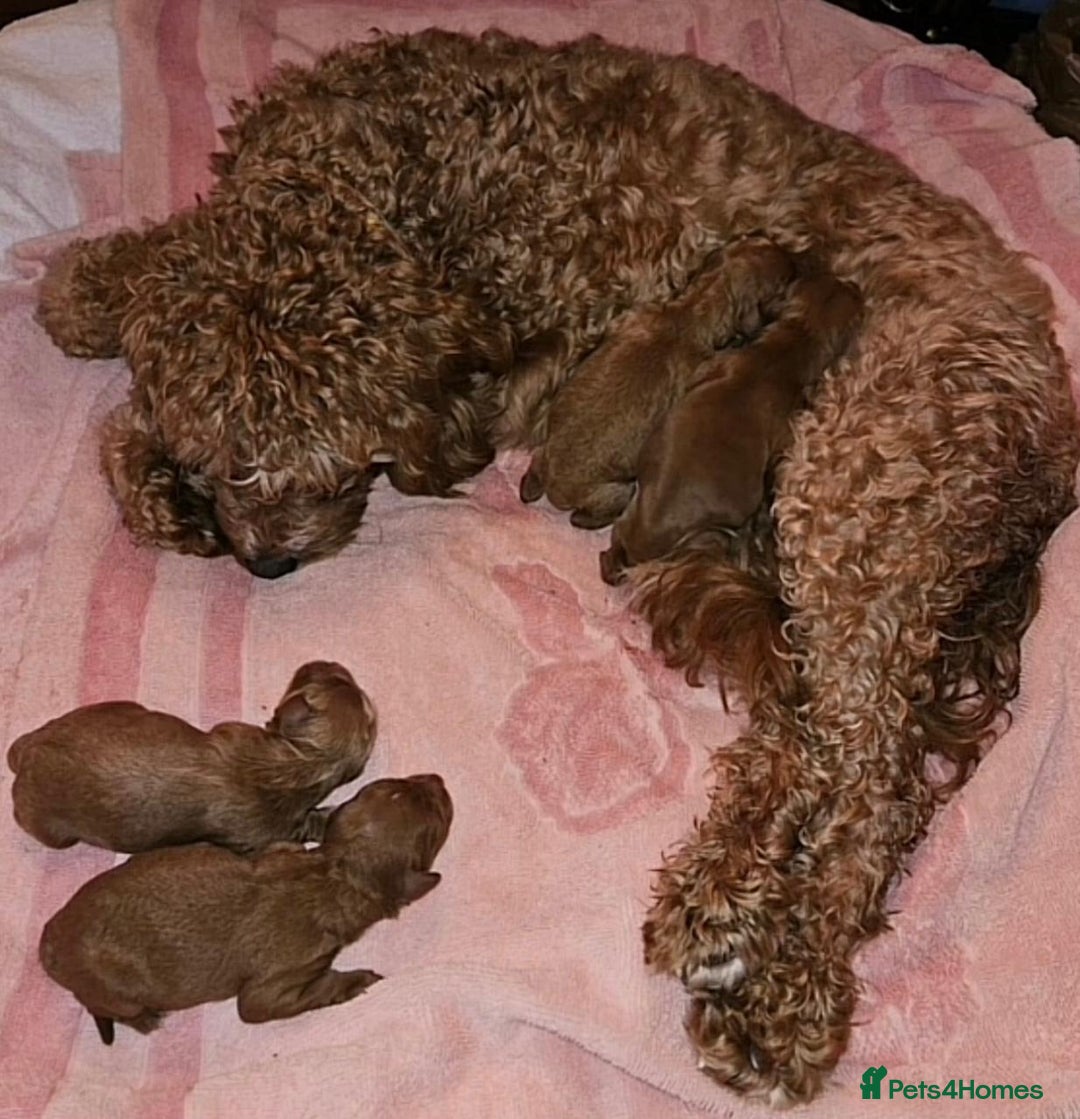 Cavapoo dogs for sale: Cavapoo puppies  - Image 4