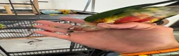 Conures birds for sale: Red factor, yellow sided pineapple conure - Advert 33