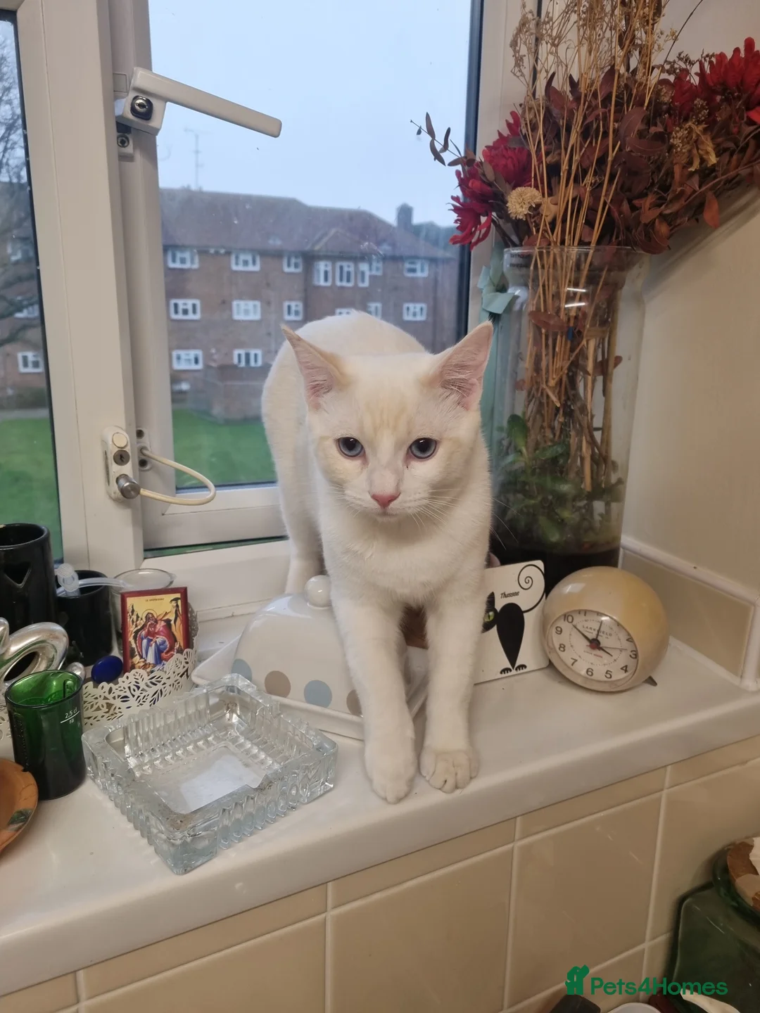 Siamese cats for sale: Flame point siamese  - Advert 14