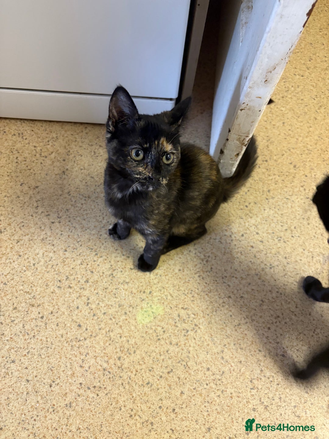 Mixed Breed cats for sale: Kittens for sale - Advert 3