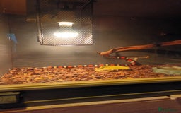 Milk Snake reptiles for sale: Reptile Equipment  - Image 2