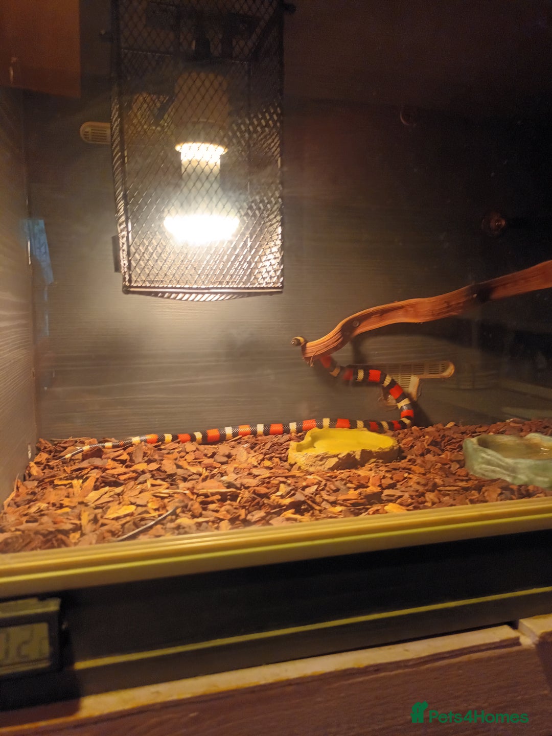Milk Snake reptiles for sale: Reptile Equipment  - Image 2