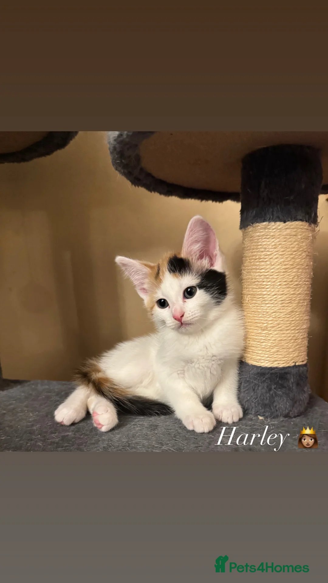 Domestic Shorthair cats for sale: Adorable kittens looking for loving homes 🐱 - Advert 9