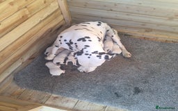 Dalmatian dogs for sale: Dalmatian pups - Image 12