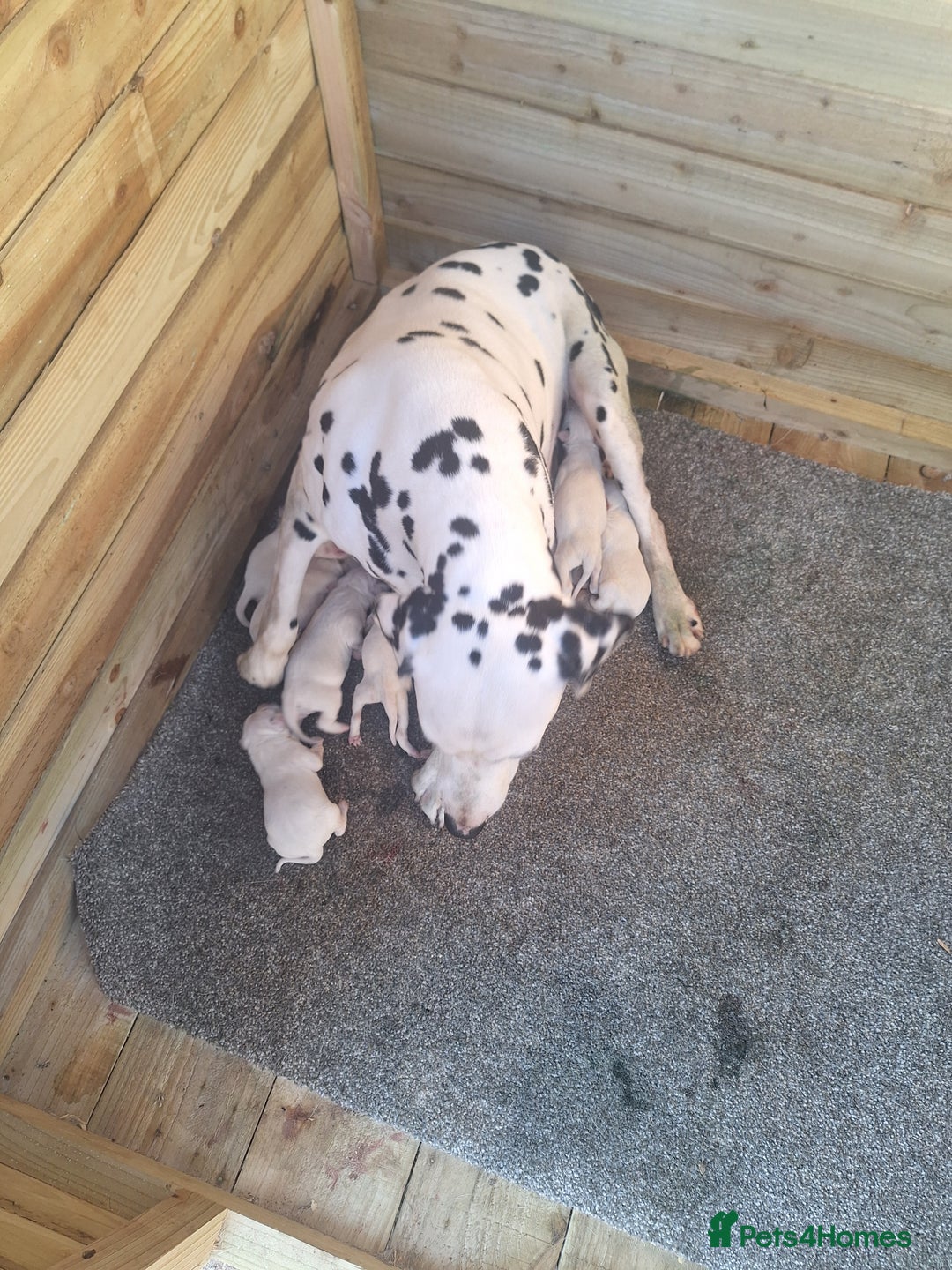 Dalmatian dogs for sale: Dalmatian pups - Image 12