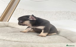 French Bulldog dogs for sale: Beautiful litter off French bulldog puppies  - Image 7