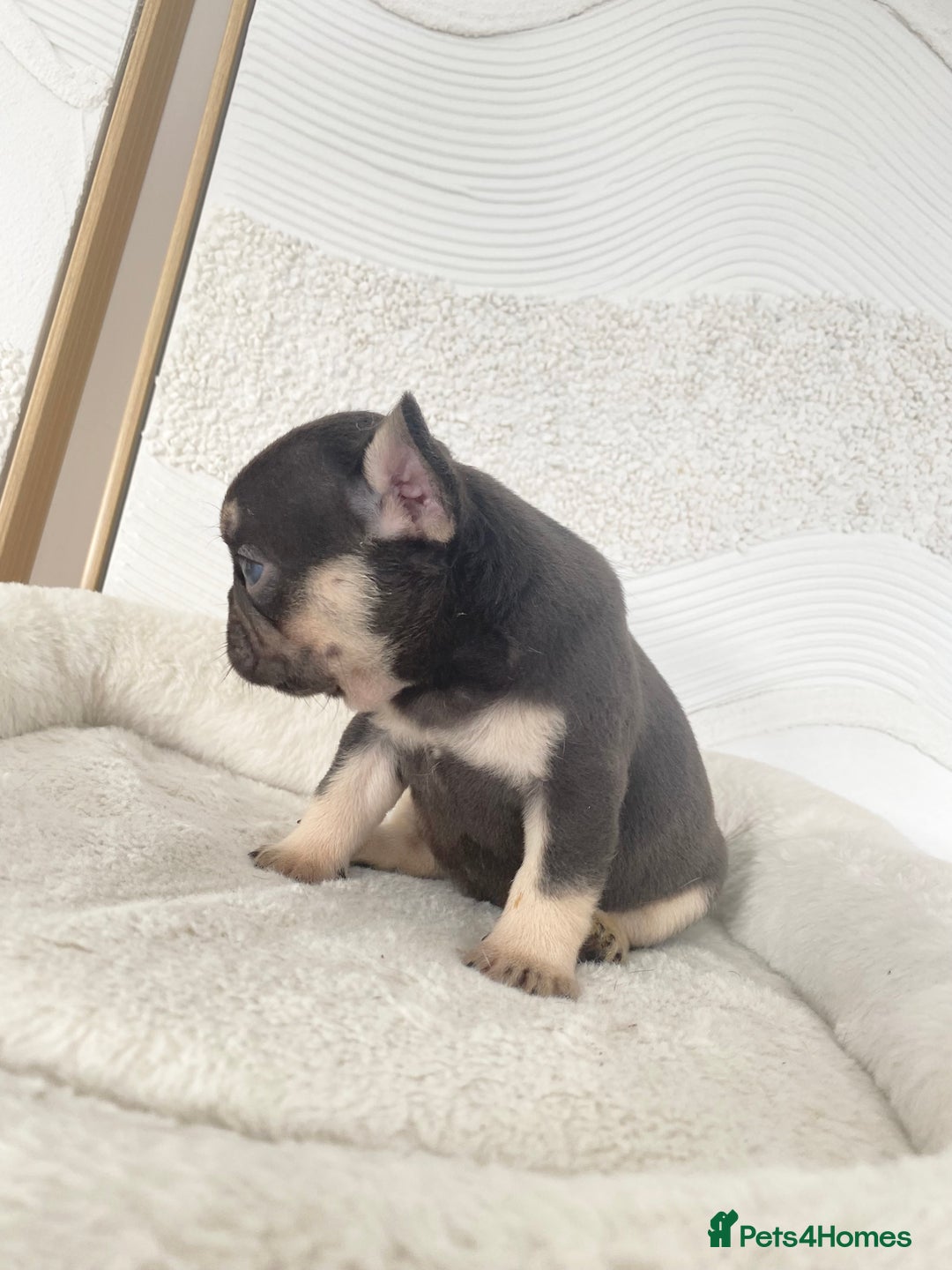 French Bulldog dogs for sale: Beautiful litter off French bulldog puppies  - Image 7