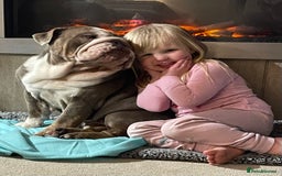 English Bulldog dogs for sale: 5 year old English bulldog  - Image 9