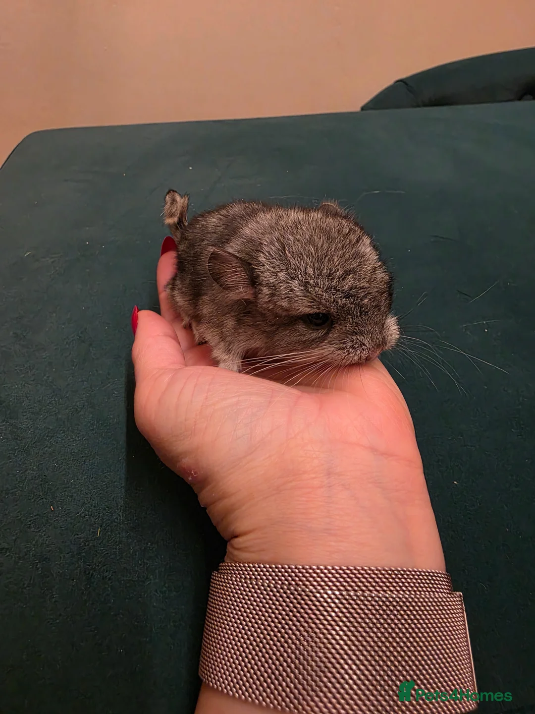 Chinchilla rodents for sale: Baby chinchillas!  - Advert 1