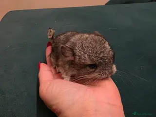 Chinchilla rodents Baby chinchillas! - Advert 3