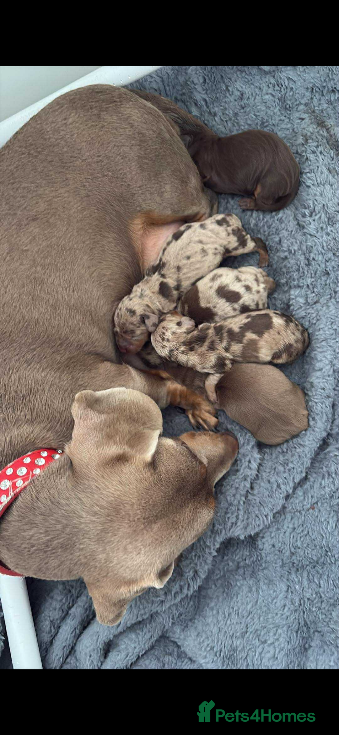Dachshund dogs for sale: Beautiful litter of dachshund puppies  - Image 3