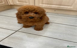 Cavapoochon dogs for sale: Cavapoochon puppies - Image 5