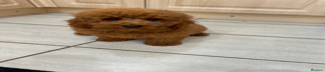 Cavapoochon Puppy 2
