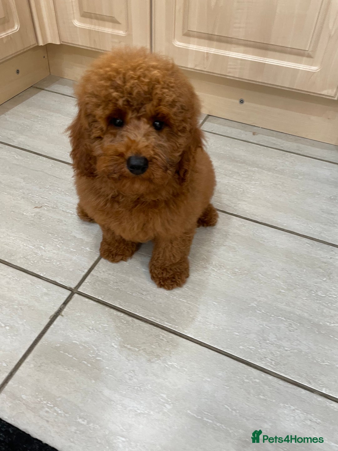 Cavapoochon dogs for sale: Cavapoochon puppies - Image 5