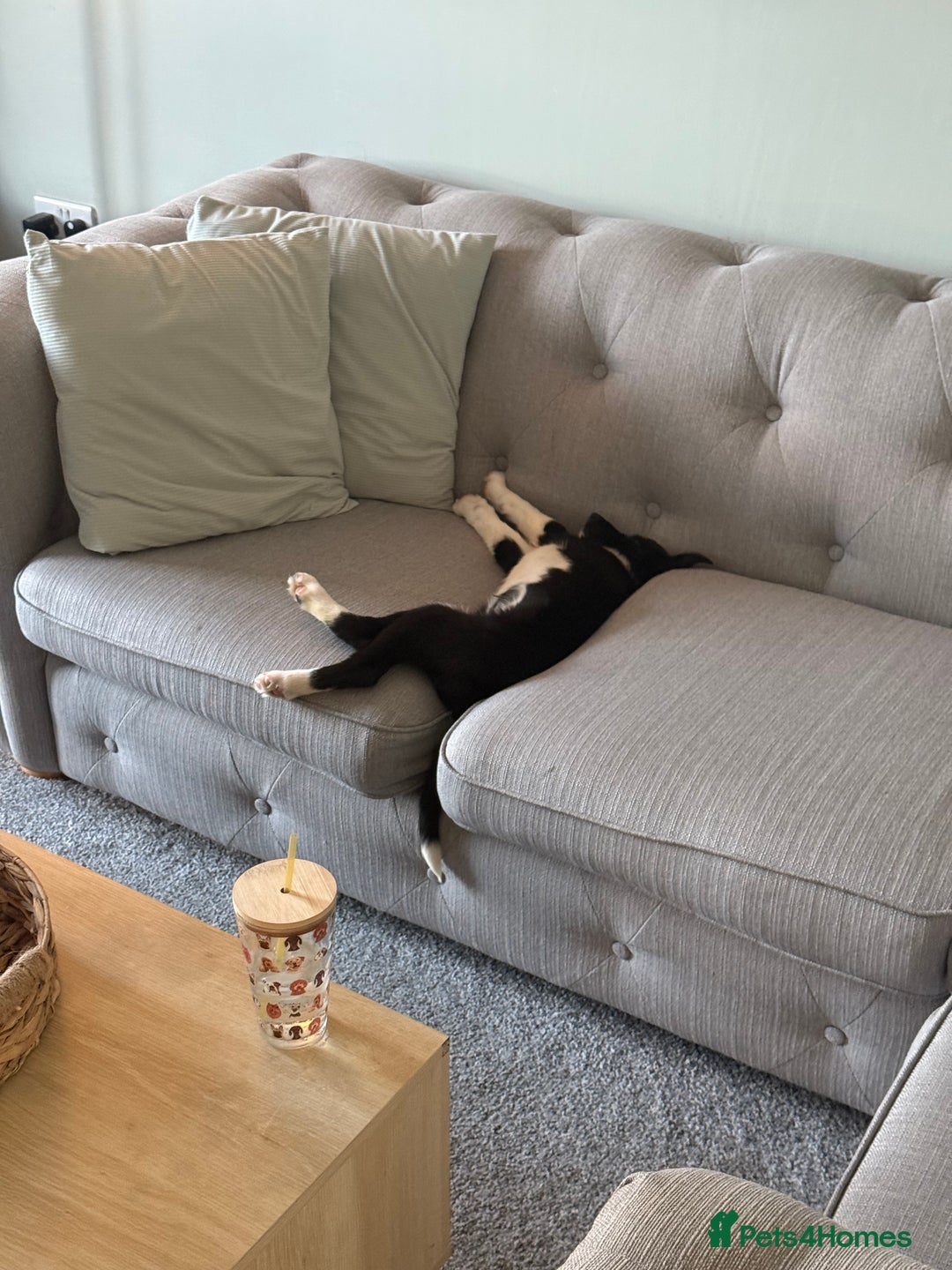 Border Collie dogs for sale: Darcy - Advert 8