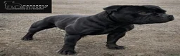 Staffordshire Bull Terrier dogs for sale: Champion stacked pedigree *Male pup *  - Advert 10