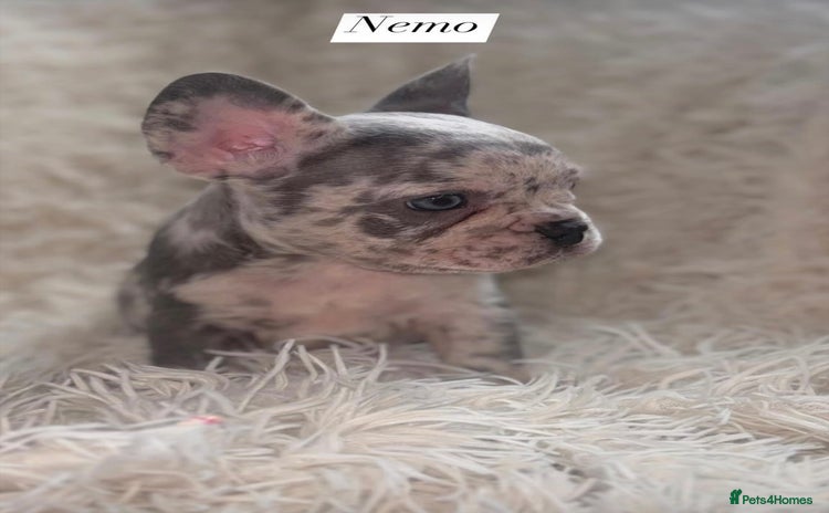 French Bulldog dogs - Advert 3