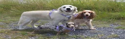 Golden Retriever dogs for sale: Golden Retriever female  in Llanelli - Advert 2