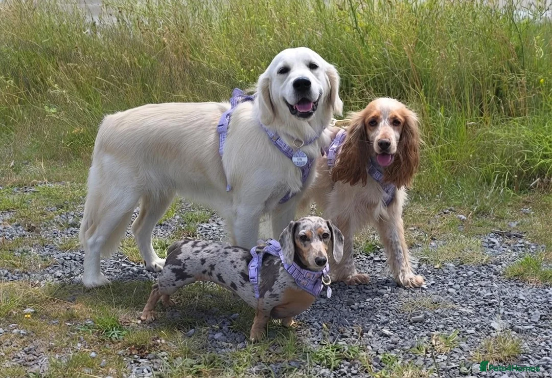 Golden Retriever dogs for sale: Golden Retriever female  in Llanelli - Advert 2
