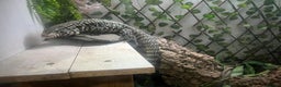 Lizard reptiles for sale: Black and white tegu for sale  - Advert 8