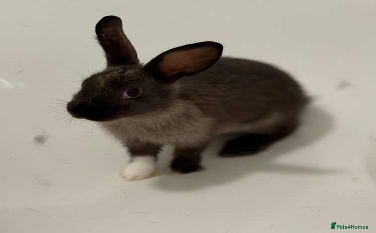 Mixed Breed rabbits in Cannock - Advert 12