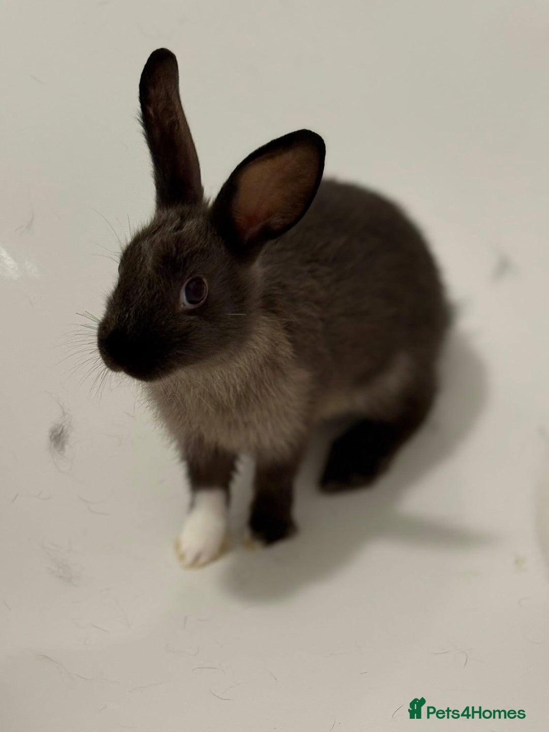 Mixed Breed rabbits for sale: Baby rabbits  in Cannock - Image 2