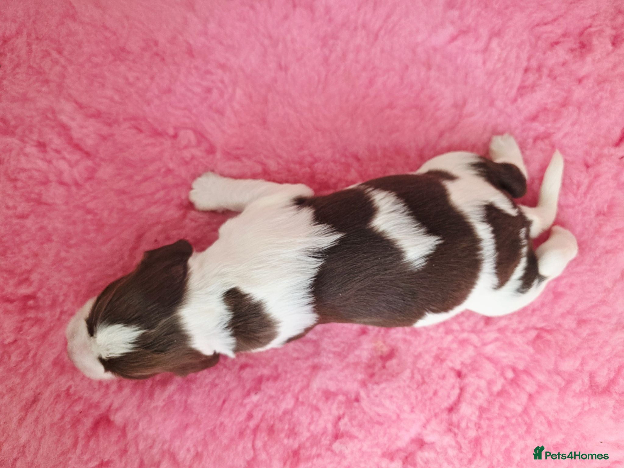 English Springer Spaniel dogs ⭐️ KC Home Reared Tested Springer Pups ⭐️ - Advert 2