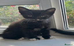 Bengal cats for sale: 6 Cross Bengal Kittens - Image 15