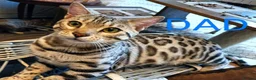 Bengal cats for sale: Silver Bengal Kittens  - Advert 5