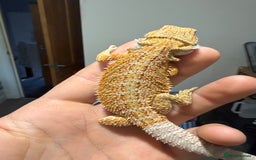 Bearded Dragon reptiles for sale: 🔥🔥🔥 BABY BEARDED DRAGONS 🔥🔥🔥 4 LEFT 🔥🔥 - Image 15