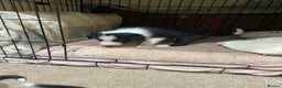 Border Collie dogs for sale: Beautiful border collie pups  - Advert 10