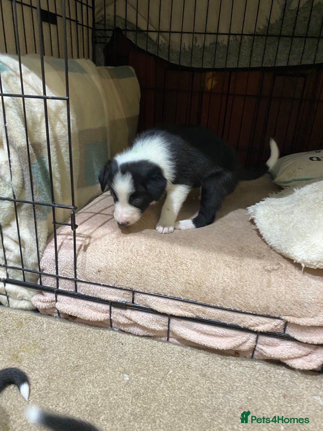 Border Collie dogs for sale: Beautiful border collie pups  - Advert 10