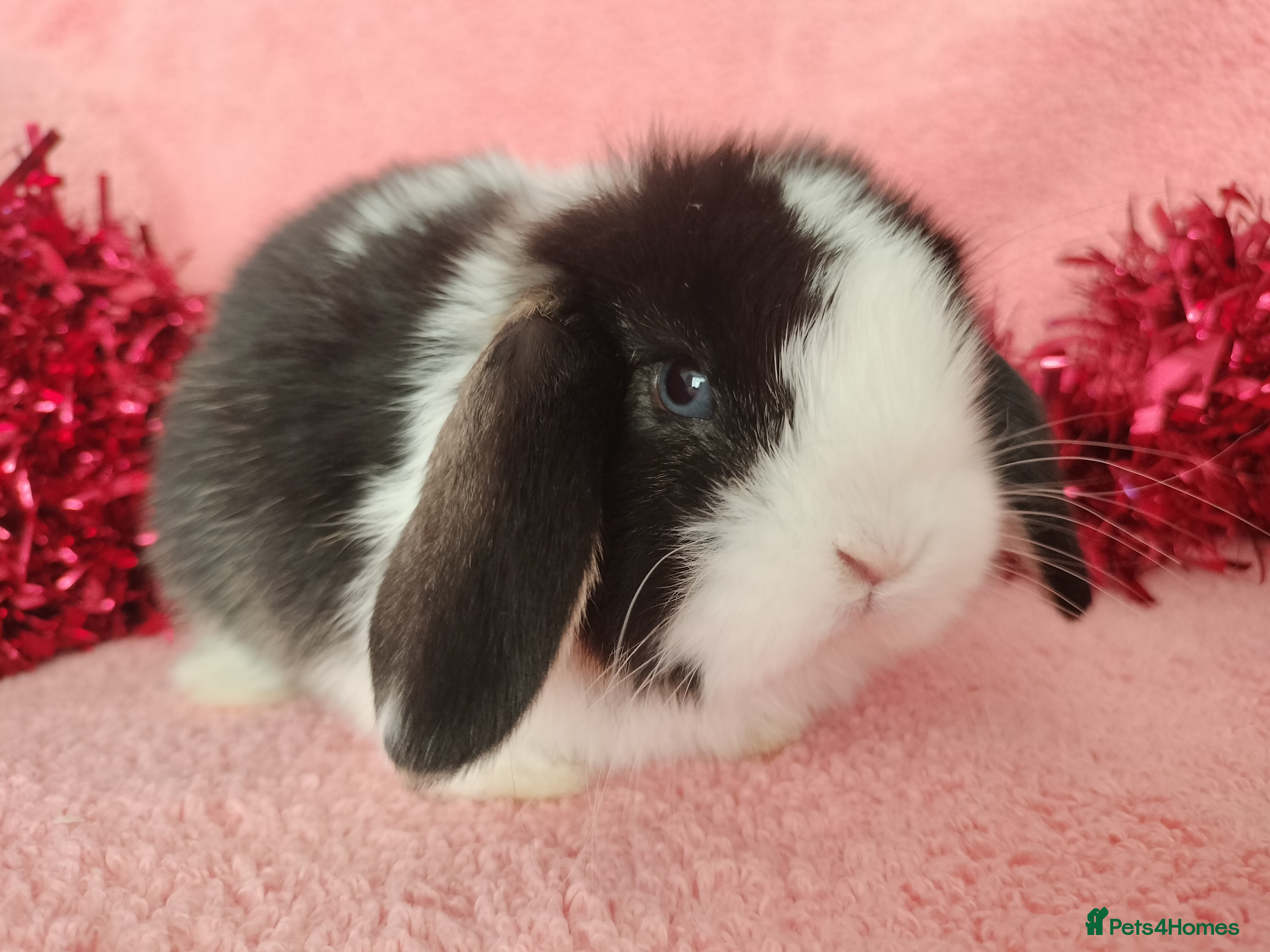 Mini Lop rabbits Baby mini lops for sale  - Advert 19