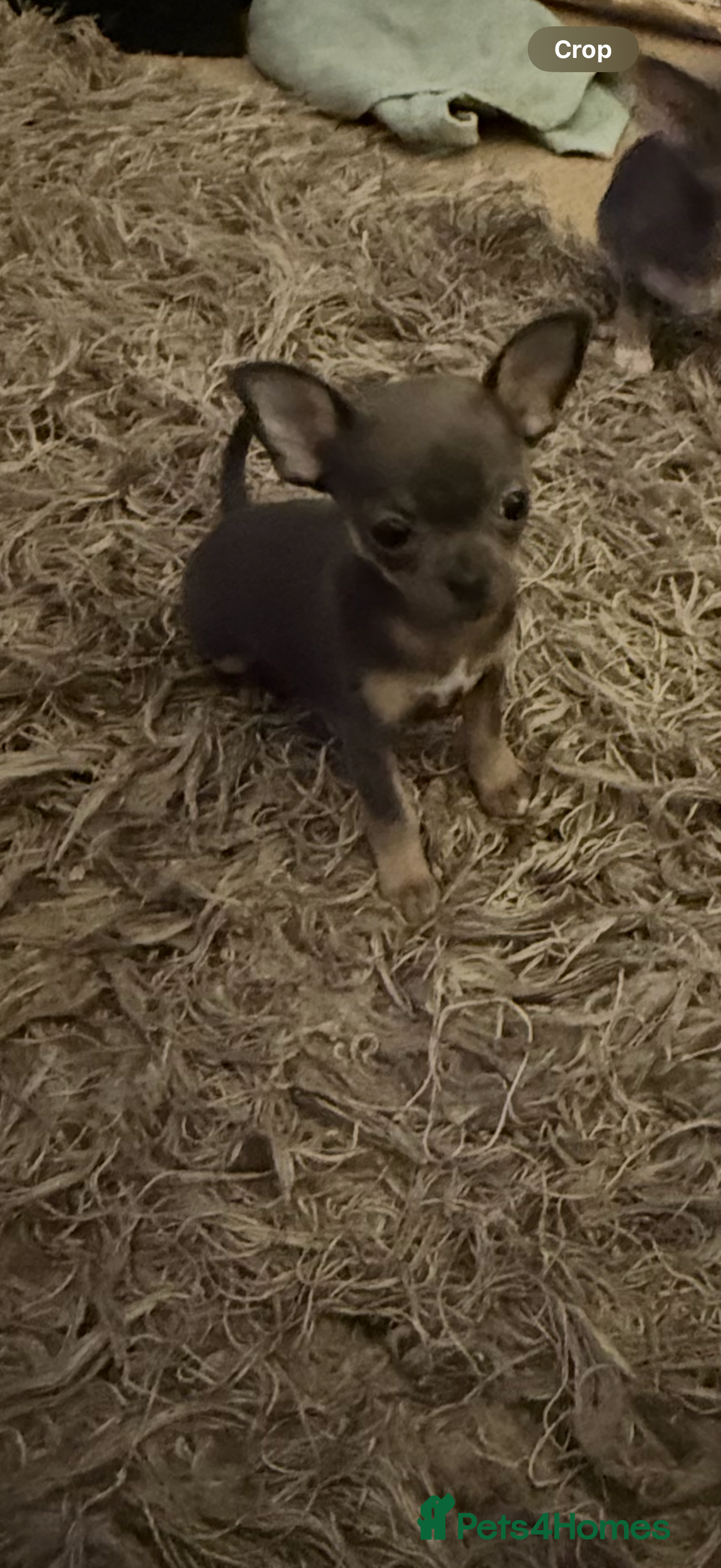 Chihuahua dogs Sensational KC blue Chihuahua ( smooth ) pups  - Advert 6