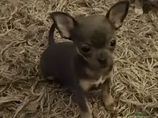 Chihuahua dogs Sensational KC blue Chihuahua ( smooth ) pups - Advert 15