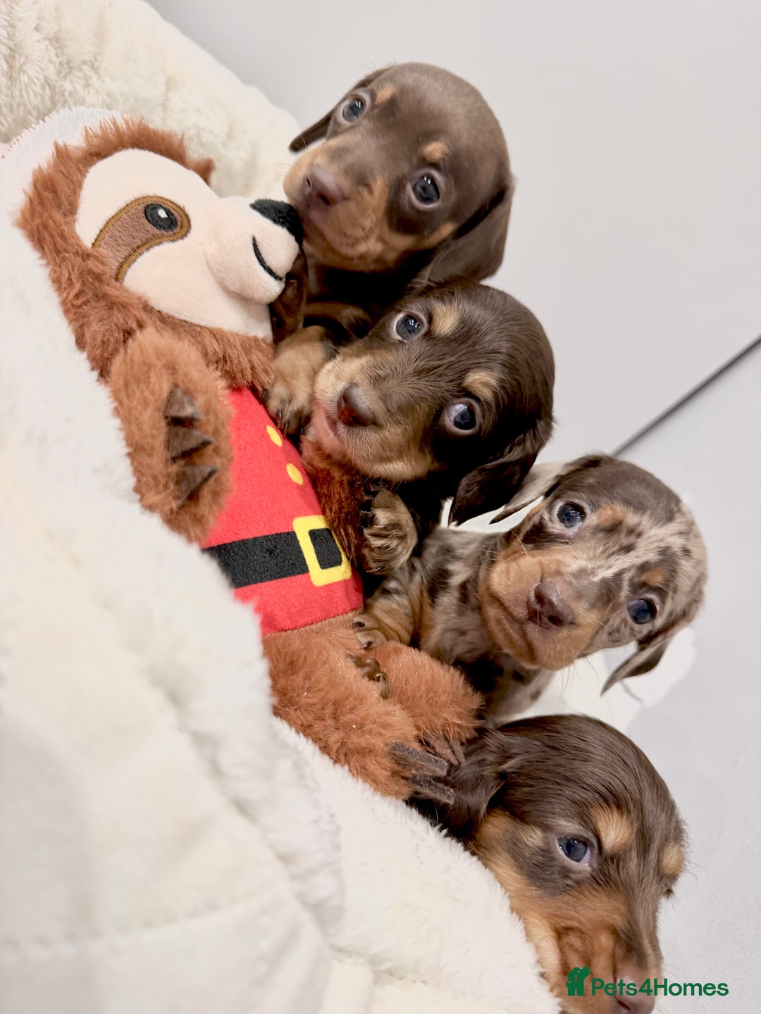 Miniature Dachshund dogs for sale: Absolutely stunning KC mini  girls🩷🩷🌟  - Advert 6