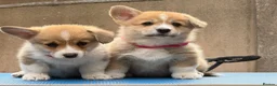 Welsh Corgi Pembroke dogs for sale: Champion Sired Corgi Pembroke puppies available  - Advert 12