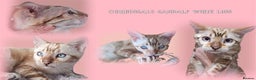 Bengal cats for stud: GANDALF Snow Mink Blue Carrier Russia Lines in Gateshead - Advert 1