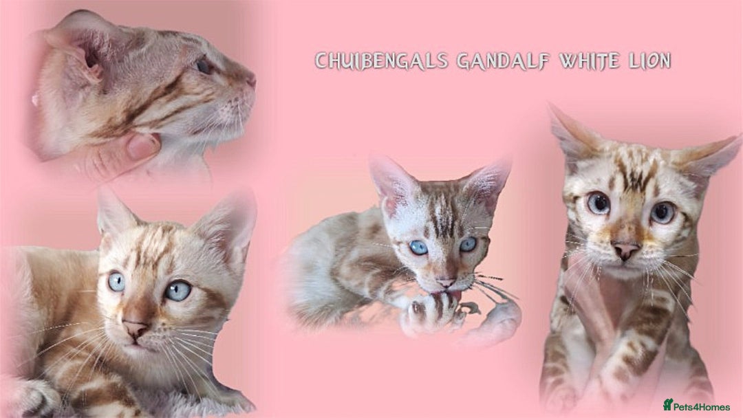 Bengal cats for stud: GANDALF Snow Mink Blue Carrier Russia Lines in Gateshead - Advert 1