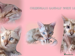 Bengal cats GANDALF Snow Mink Blue Carrier Russia Lines in Gateshead - Advert 4