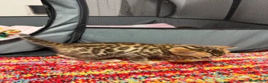 Bengal Kitten 1