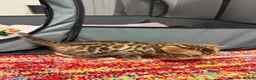 Bengal cats for sale: TIKA registered 5th Pedigree bengal kittens  - Advert 16