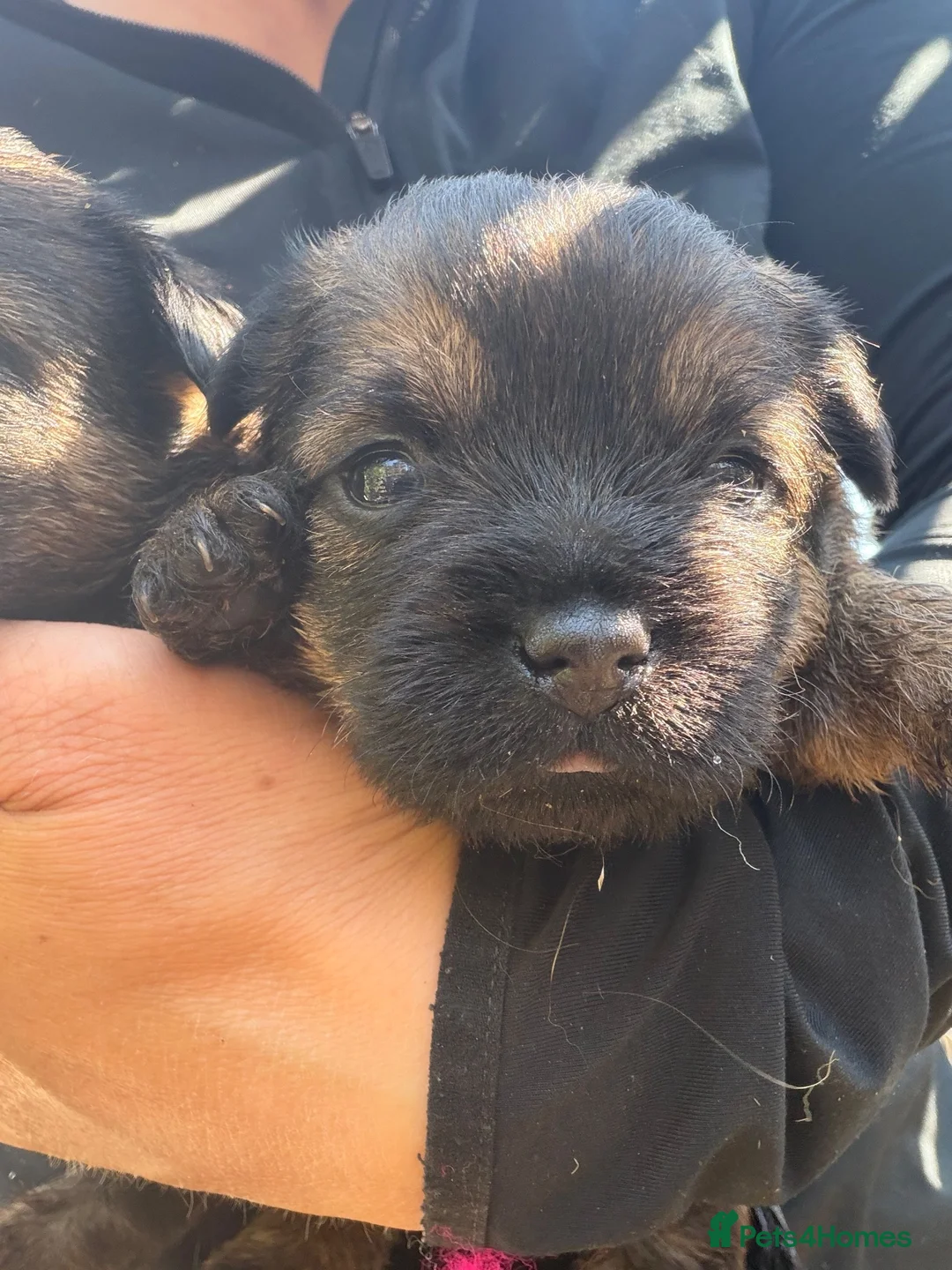 Border Terrier dogs for sale: 🐾 Licensed breeder of KC border terrier puppies  - Advert 2