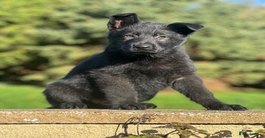 German Shepherd dogs German Shepherd Puppies  - Advert 5