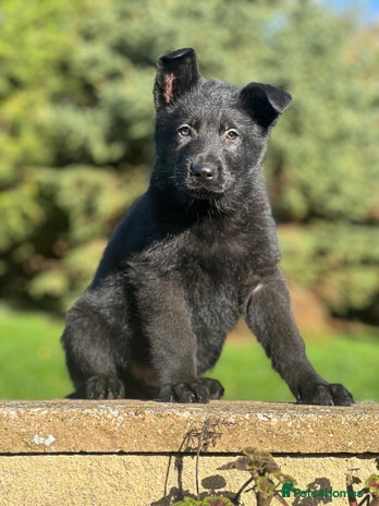 German Shepherd dogs German Shepherd Puppies - Advert 6