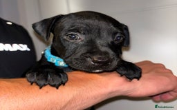 Staffordshire Bull Terrier dogs for sale: Beautiful Staffordshire bull terriers pups - Image 5