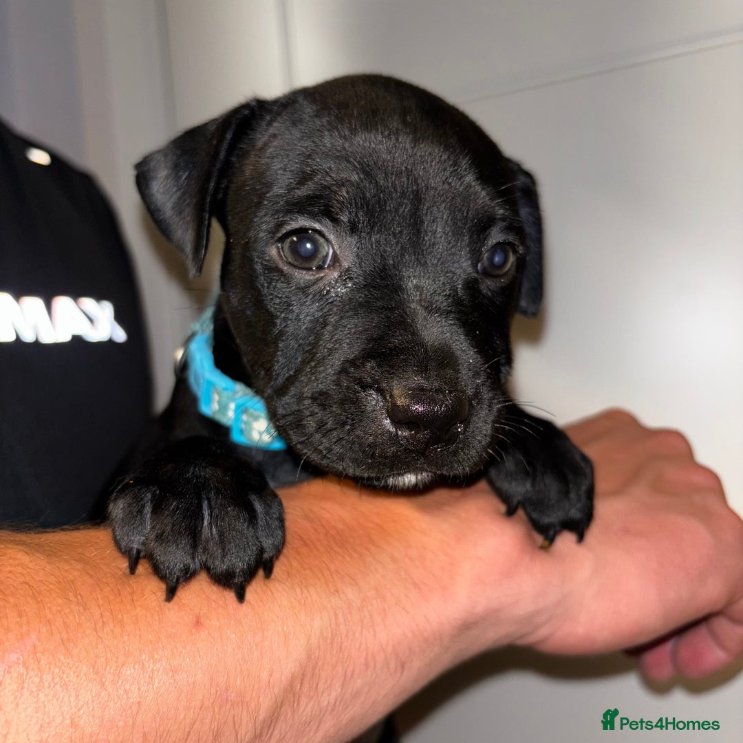 Staffordshire Bull Terrier dogs for sale: Beautiful Staffordshire bull terriers pups - Image 5