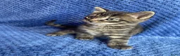 Mixed Breed cats for sale: Mainecoon kittys  - Advert 5