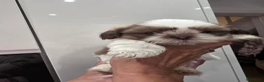 Shih Tzu 1