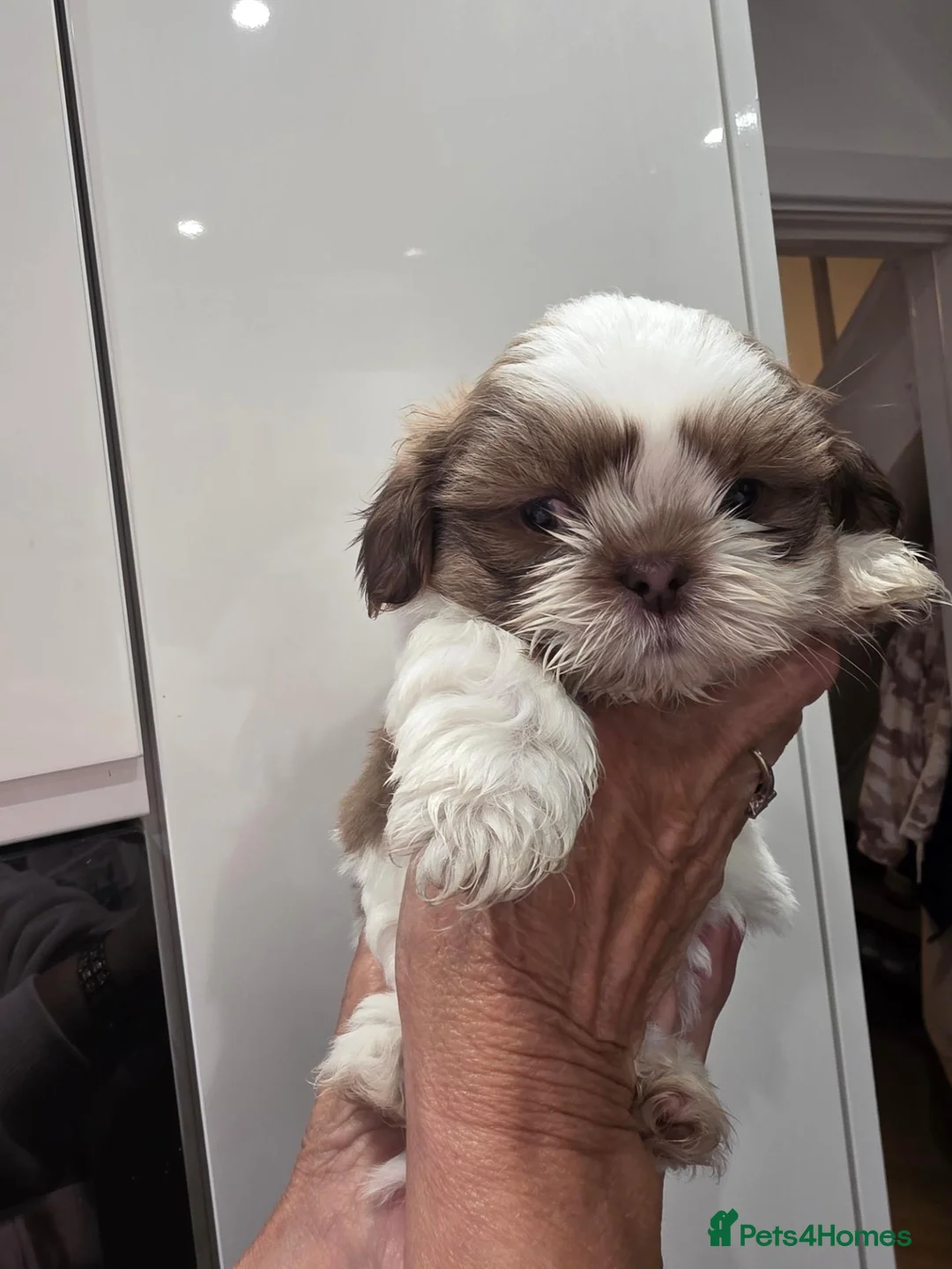 Shih Tzu dogs for sale: 3 beautiful shihzu looking for a loving home - Advert 2
